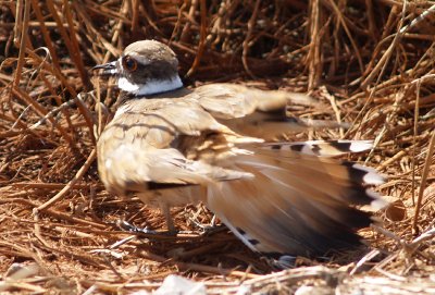 Killdeer display - 7-7-07 Ensley