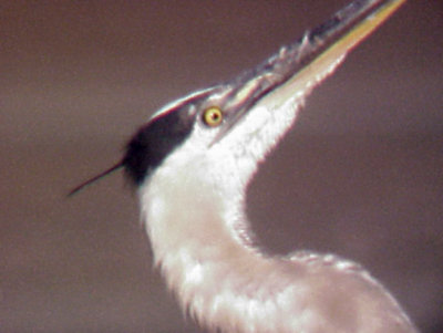 Great Blue Heron - attacked by Black-necked Stilt