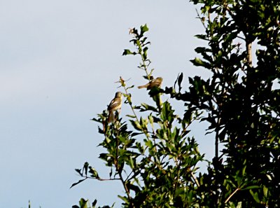 Bell's Vireo - Wapanocca with fledged young