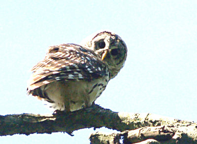 Barred Owl - July 2007 Wapanocca NWR