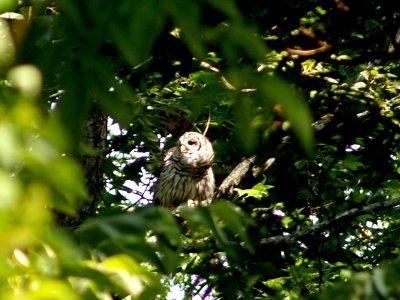 Barred Owl - Wapanocca NWR