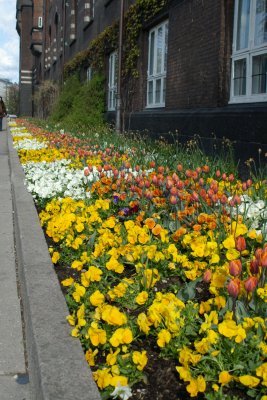 Copenhagen - flowers blooming