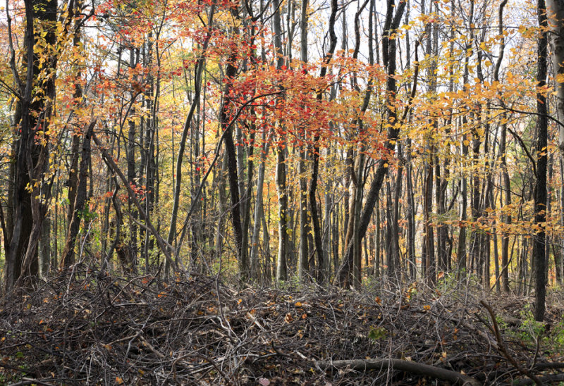 Nature Leaves a Mess
