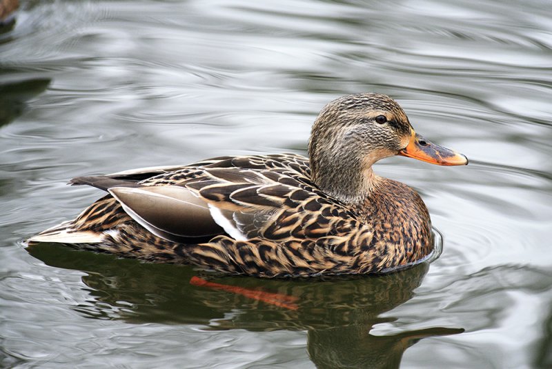 A Colorful Duck