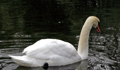 Juvenile Swan, McFaul Environmental Center, Wyckoff, NJ