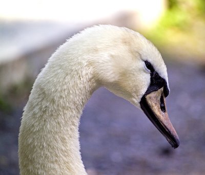 Juvenile Swan #7