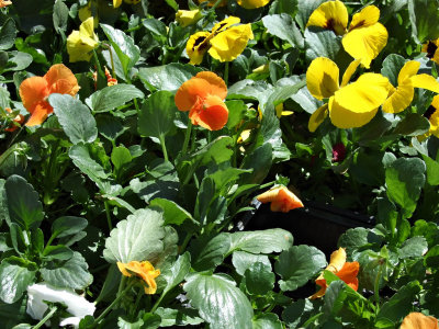 2007_04200006 copy.jpg