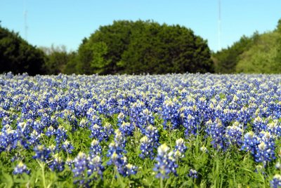 DSC_0009.jpg