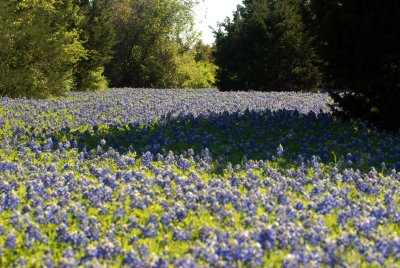 DSC_0030.jpg