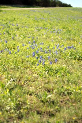 DSC_0178.jpg