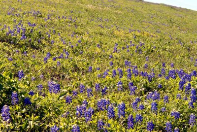 DSC_0190.jpg