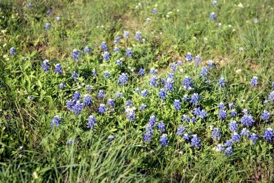 DSC_0196.jpg