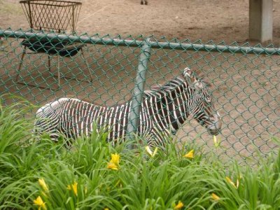 zebra