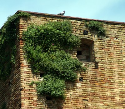 San Gimignano  7231