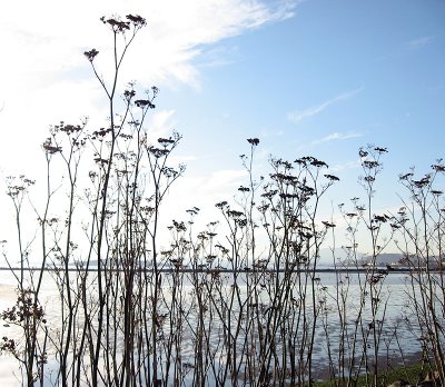 Flora at Pt. Isabel