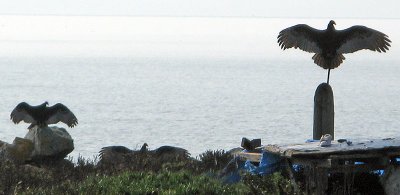 Turkey vultures warming their wings 0273