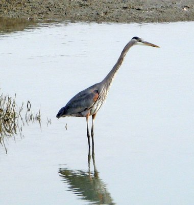 Birds of the East Bay trail