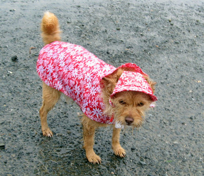 Skosh's new rain outfit 0490