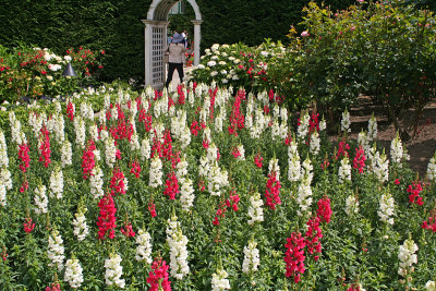 Butchart Gardens: Italian garden