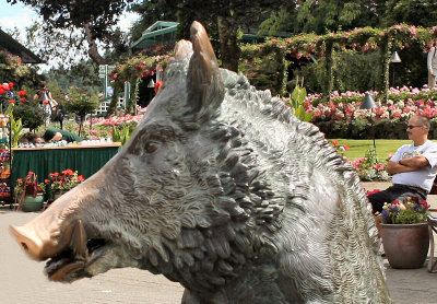 Butchart Gardens: lucky-nosed boar
