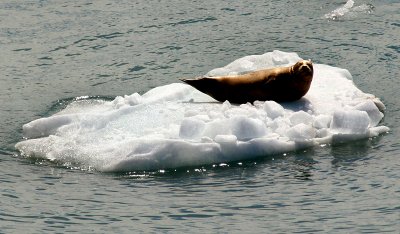 Baby seal on baby iceberg