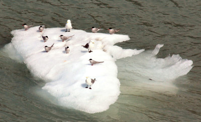 Ice floe with gulls and blackheaded twitties