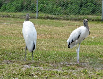 Storks?  0381