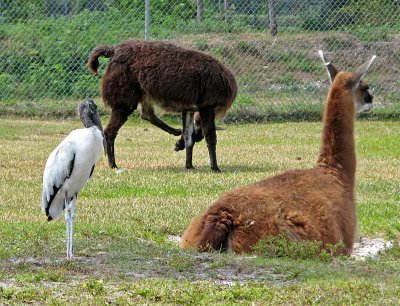 Storks? and llamas 0383