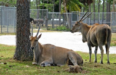Eland? Type of antelope 0397