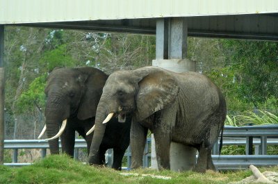 African elephants 0400