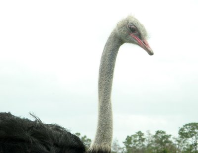 Ostrich 0402