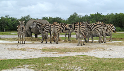 Zebras 0421