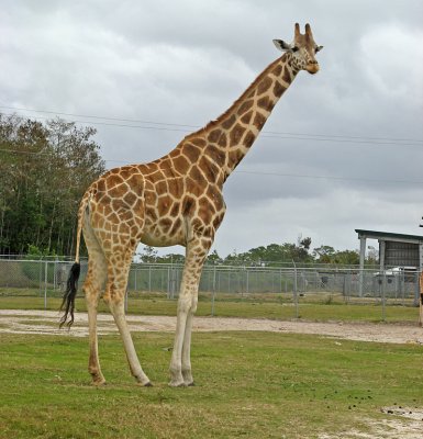 Giraffe 0448