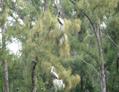 Intracoastal pelicans 0505