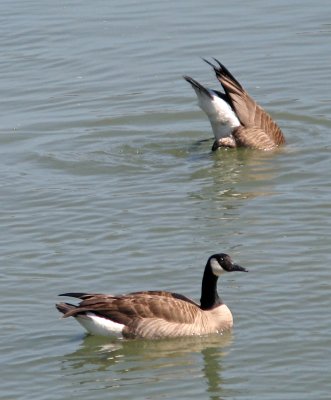 Brant geese 0577