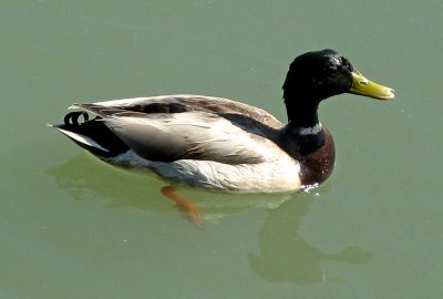 Mallard duck? 0581