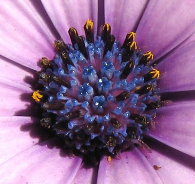 Eye of the flower