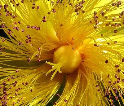 Eye of the flower