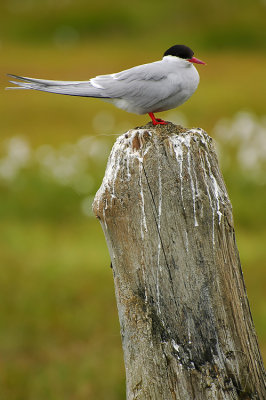 DSC_9679.jpg