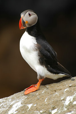 DSC_9931.jpg