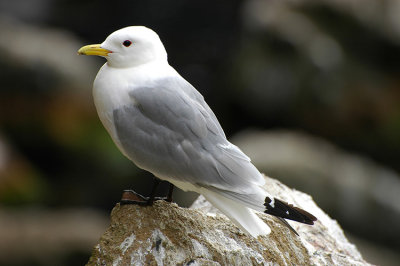 DSC_9962.jpg