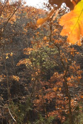 Arkansas Foliage