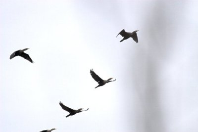 IMG_9168.jpg