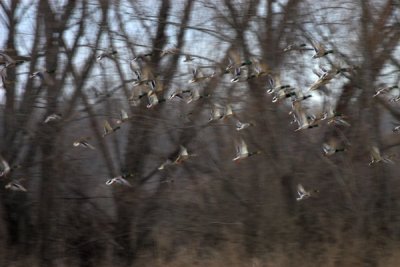 IMG_9171.jpg