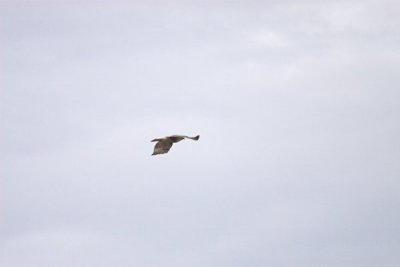 IMG_9178.jpg