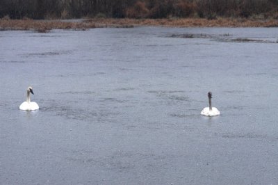 Trumpeter Swans  Boxley Mill Pond