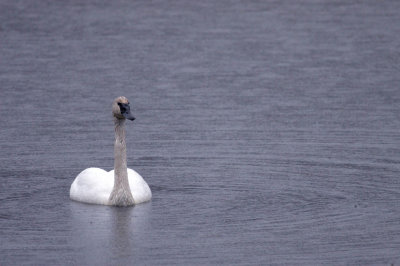 Trumpeter Swans  Boxley Mill Pond
