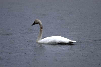 Trumpeter Swans  Boxley Mill Pond