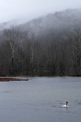 Trumpeter Swans  Boxley Mill Pond