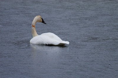 Trumpeter Swans  Boxley Mill Pond